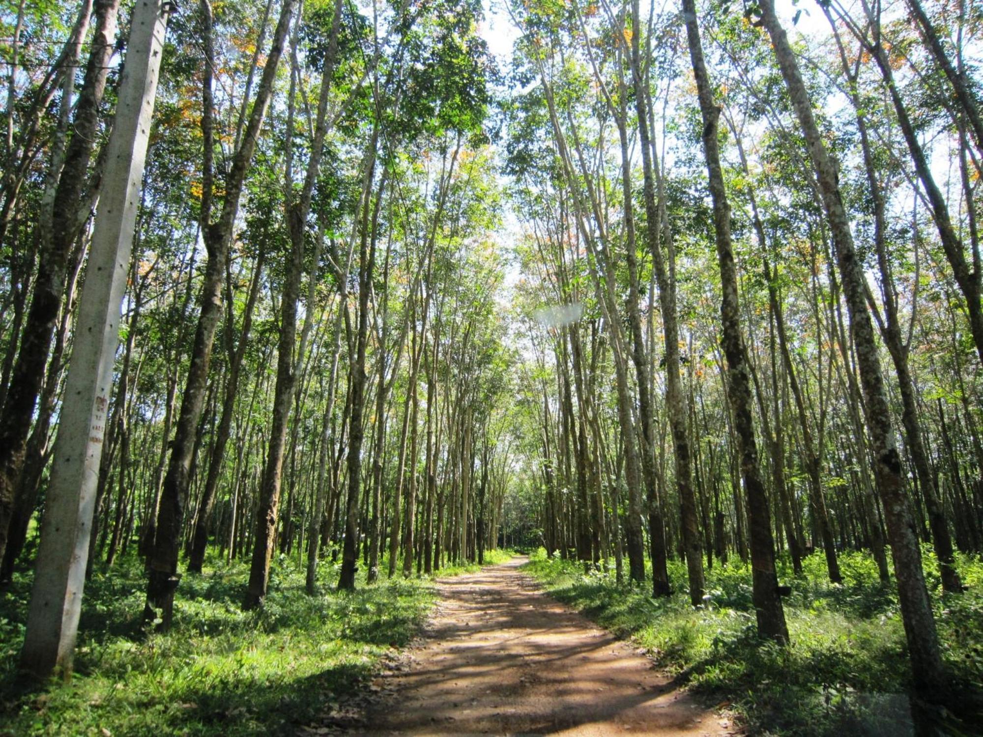 Phanom Bencha Mountain Resort Krabi town Eksteriør bilde